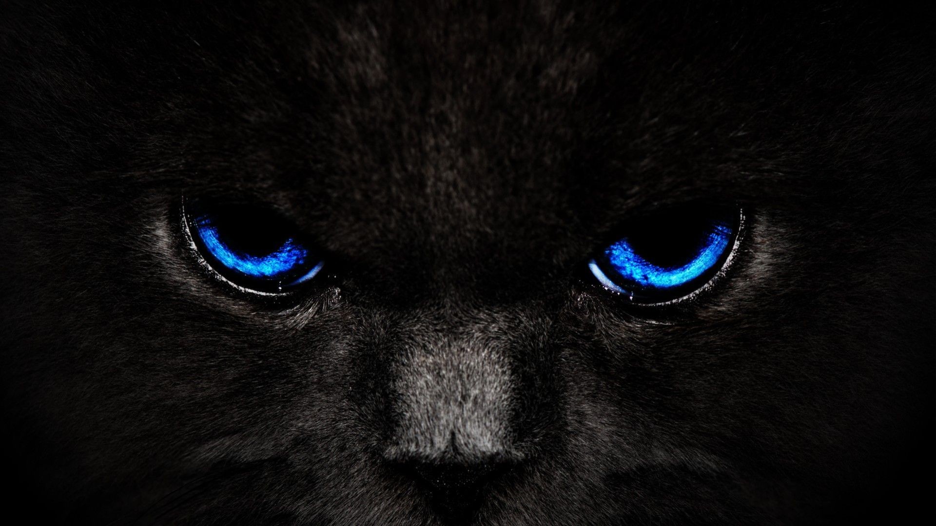 Cats Wallpapers S Hd Black Cat Blue Eyes Wallpaper