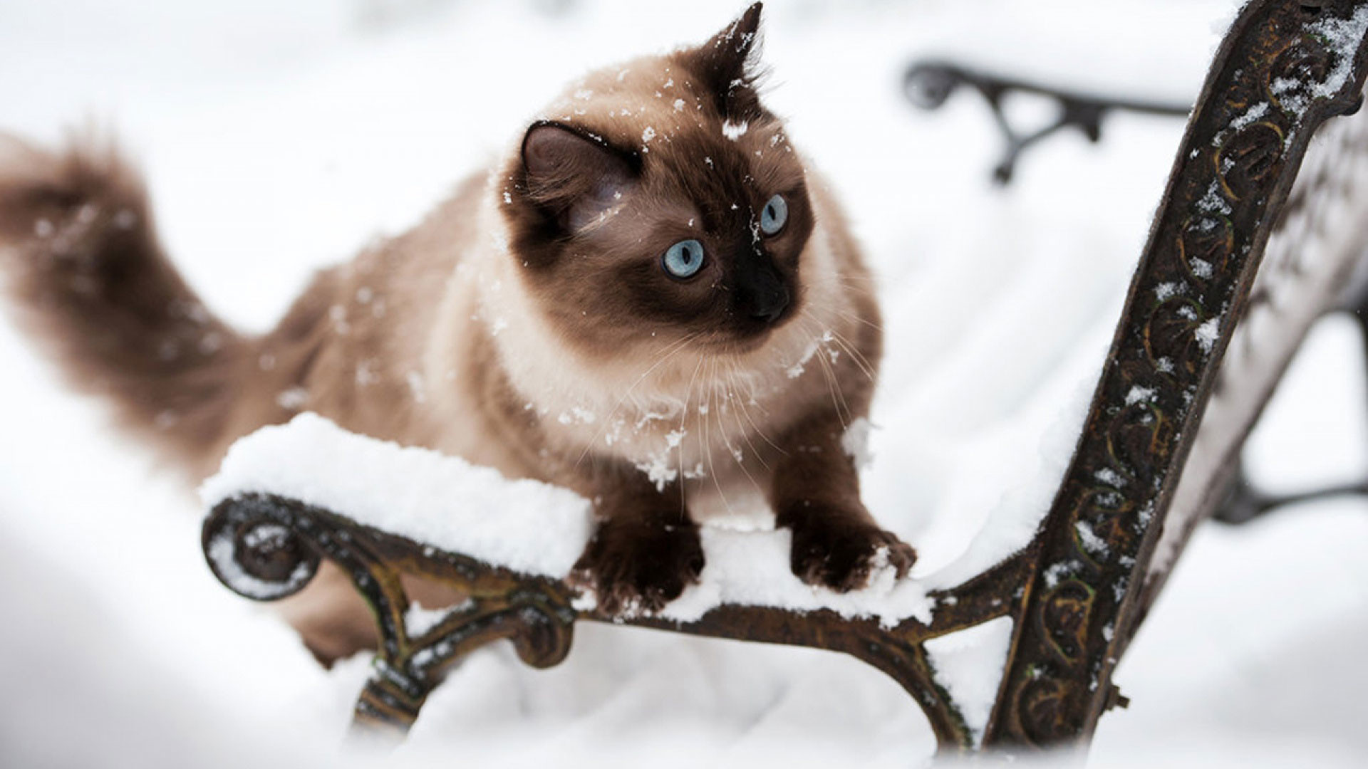 Hd pics photos beautiful brown cat fluffy polar snow ice winter hd quality desktop background wallpaper