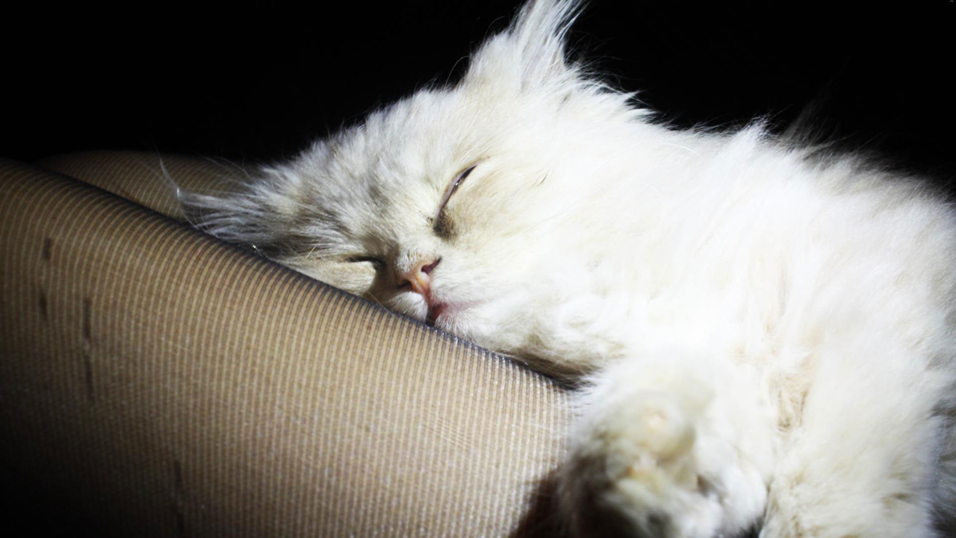 Hd pics photos cute white fluffy cat sleeping nice hd quality desktop background wallpaper