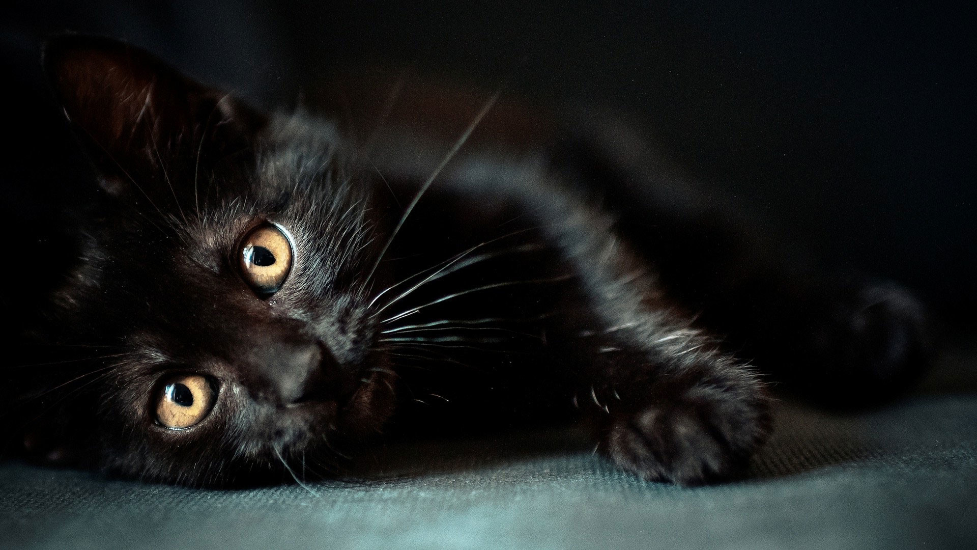 Hd pics photos cute pure full black cat attractive stunning hd quality desktop background wallpaper