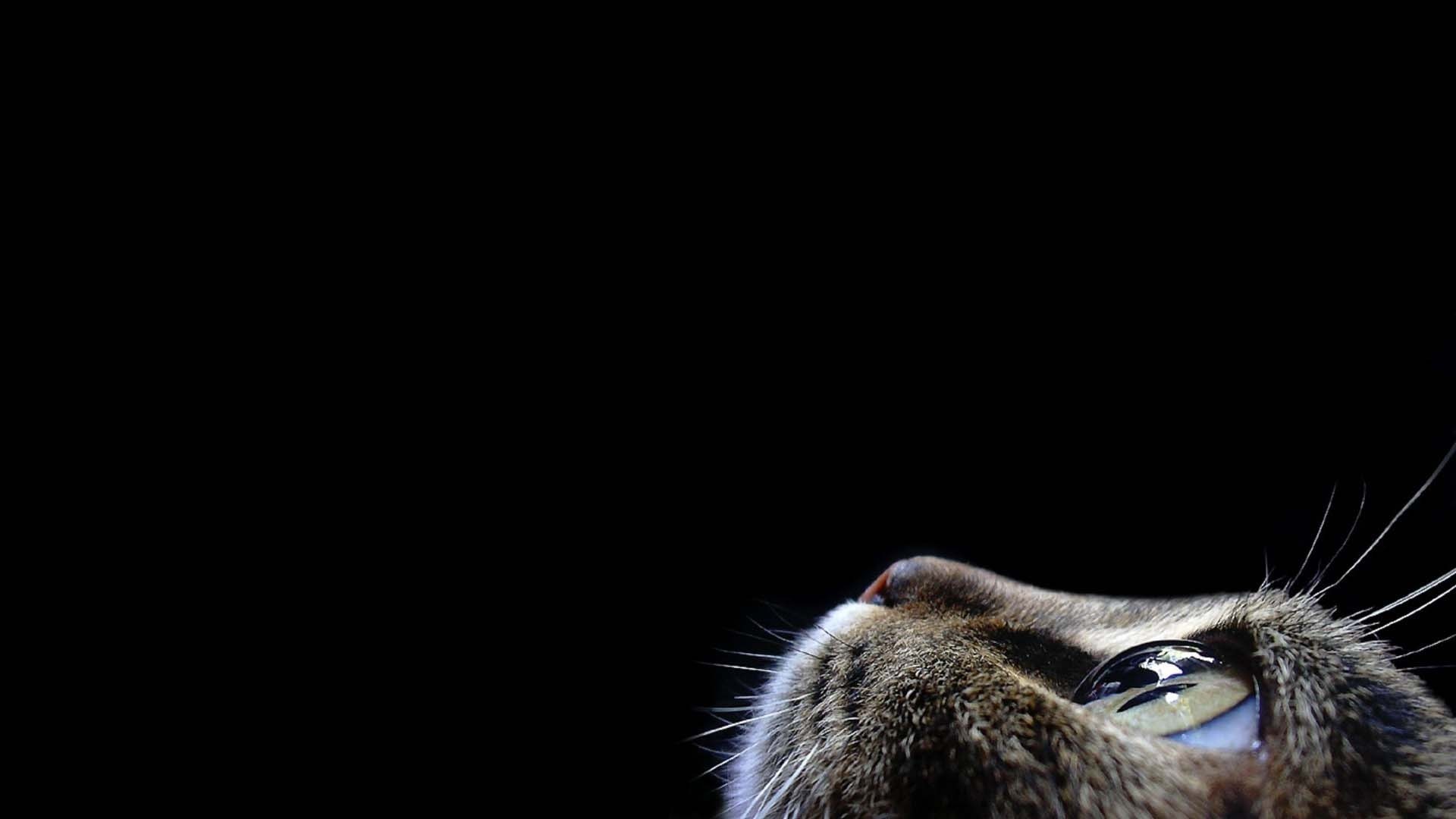 Most Amazing Cat Seen To The Top On A Black Background 4k Wallpaper
