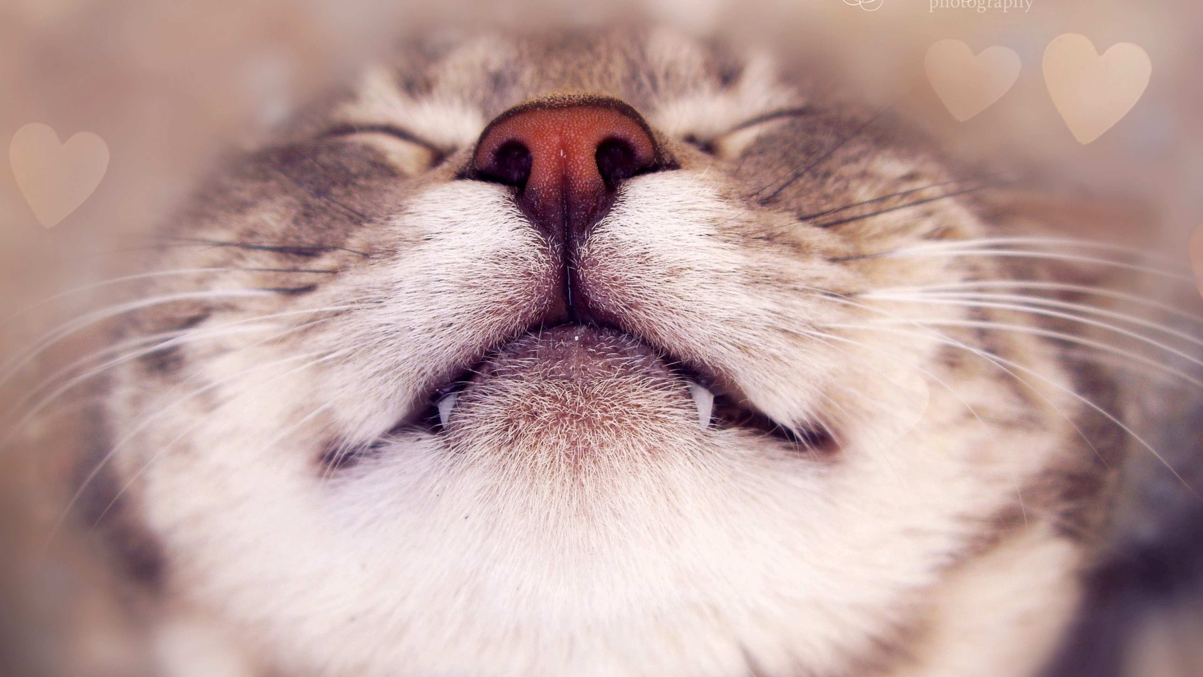 Wallpaper cat, face, happy, nose, heart