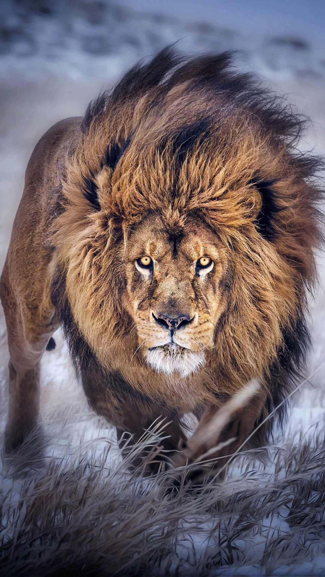 Lion wallpaper for iPhone. iPhone 6