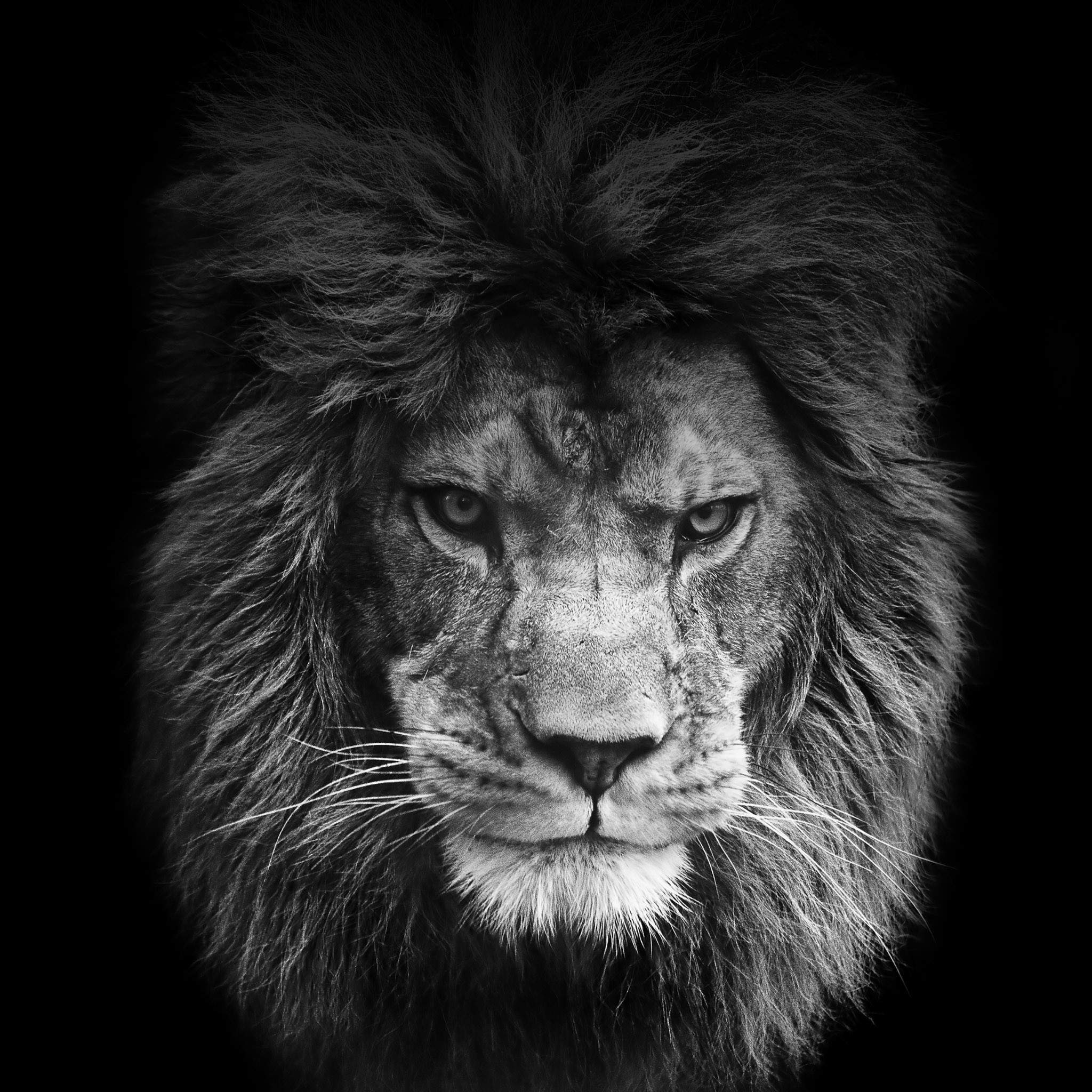 FREEIOS7 | legendary-lion – parallax HD iPhone iPad wallpaper