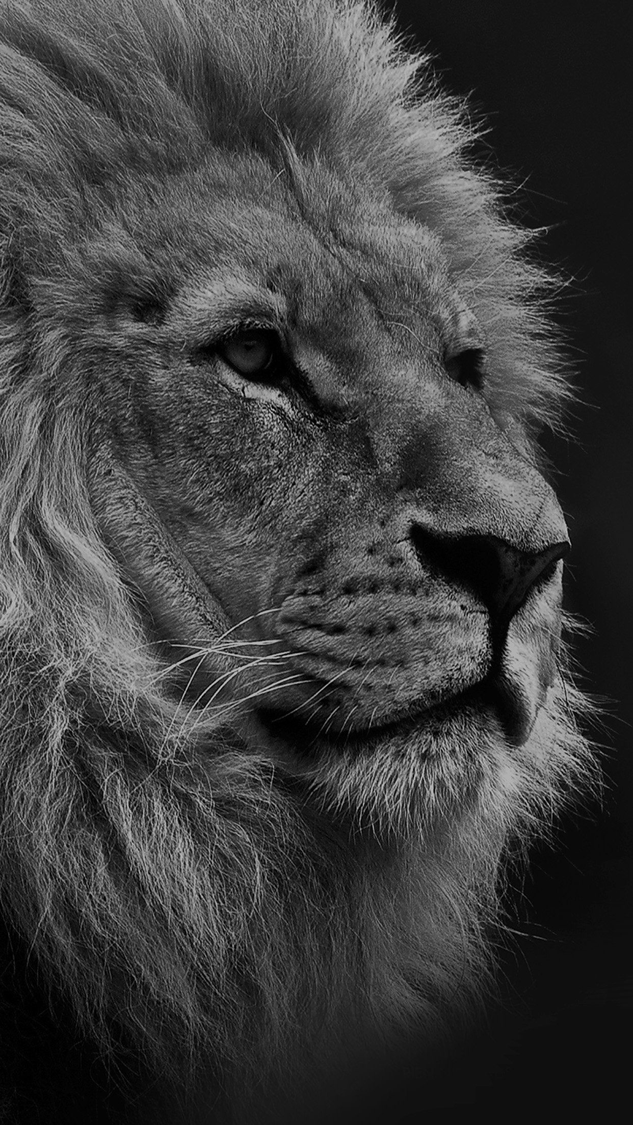 national geographic nature animal lion dark bw iphone 7 wallpaper