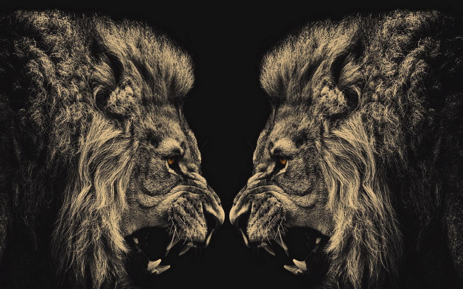 Lion Wallpapers High Resolution For Desktop Wallpaper 1920 x 1200 px 692.31  KB roar angry black