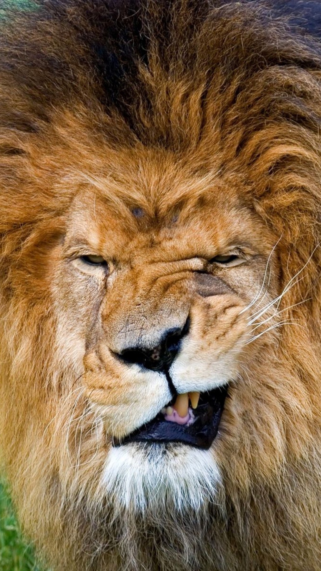 Wallpaper lion, teeth, aggression, face, mane, predator, king of