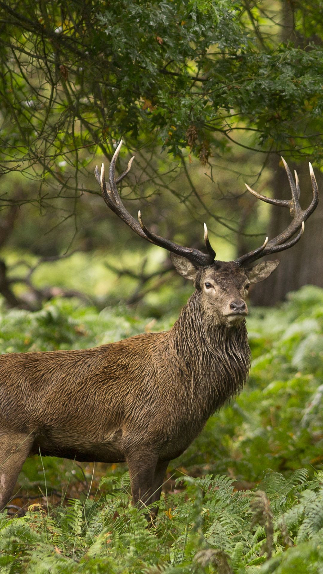 4K HD Wallpaper: Forest. Wild Animal. Stag
