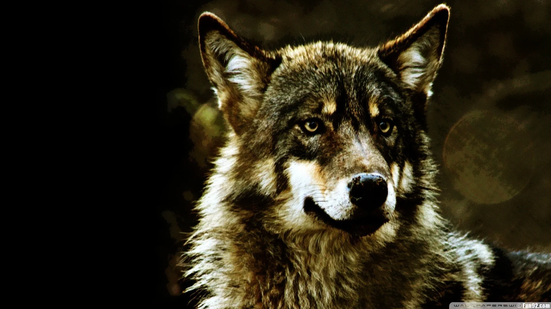 Wolf Wallpaper Wild Wolf Animal Wallpapers Gallery