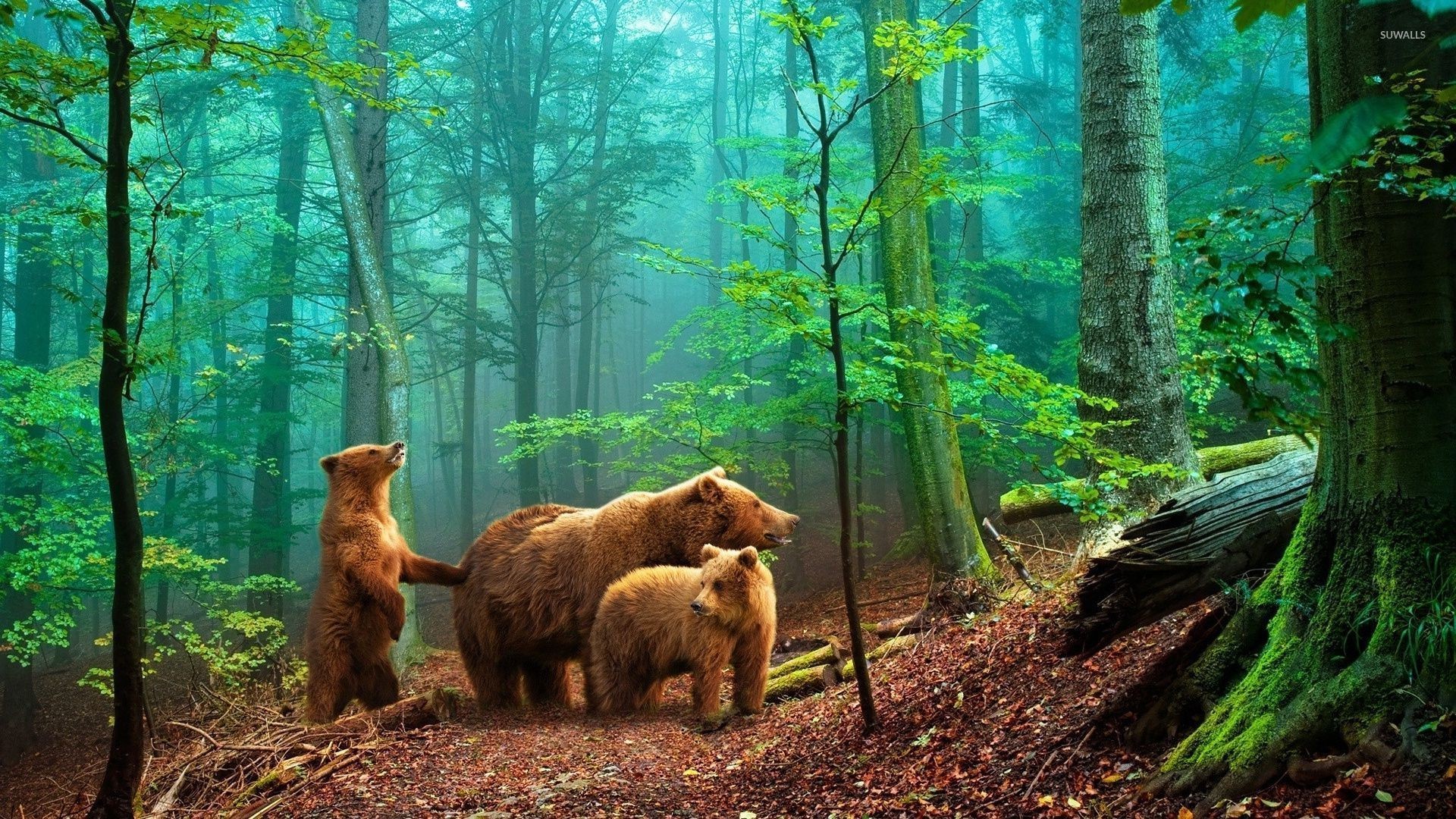 Bears in the foggy forest wallpaper