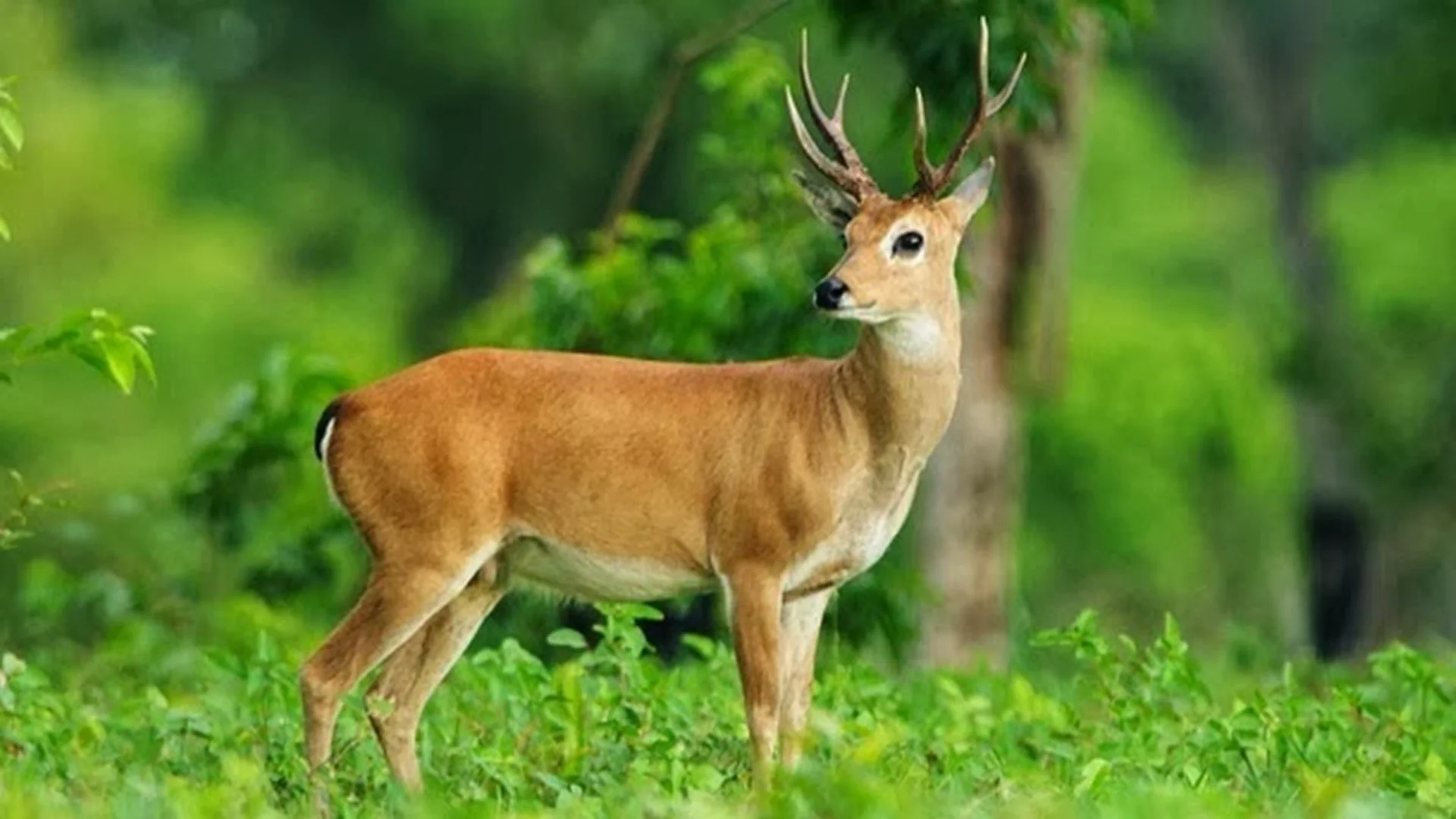 19 most deadly animals surprising some of them., # Deer – No, deer are not stabbing people with their antlers although they could