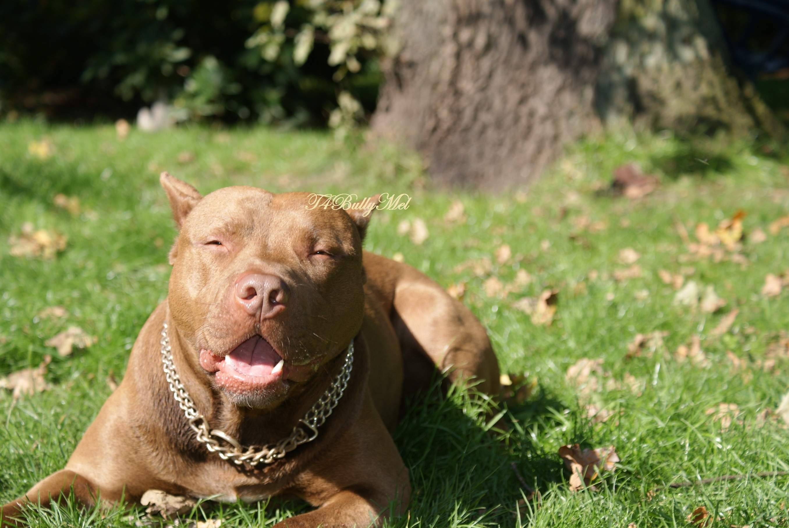 Here are the red nose pitbull kennels hd desktop wallpaper, High