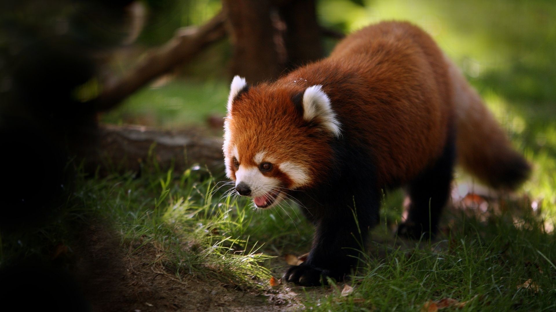 Cute little baby red panda