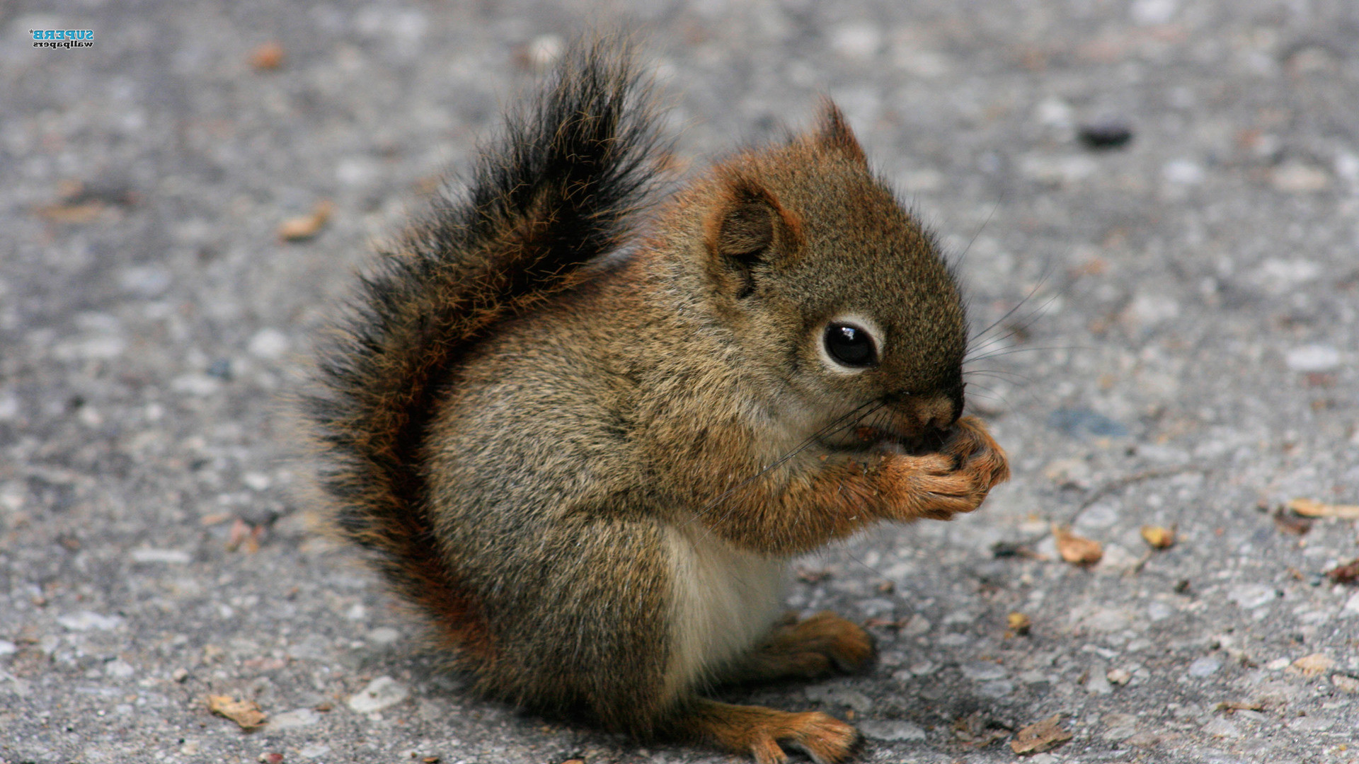 baby animals | Home › Animals › Cute Squirrel Baby Animal HD Wallpaper For .