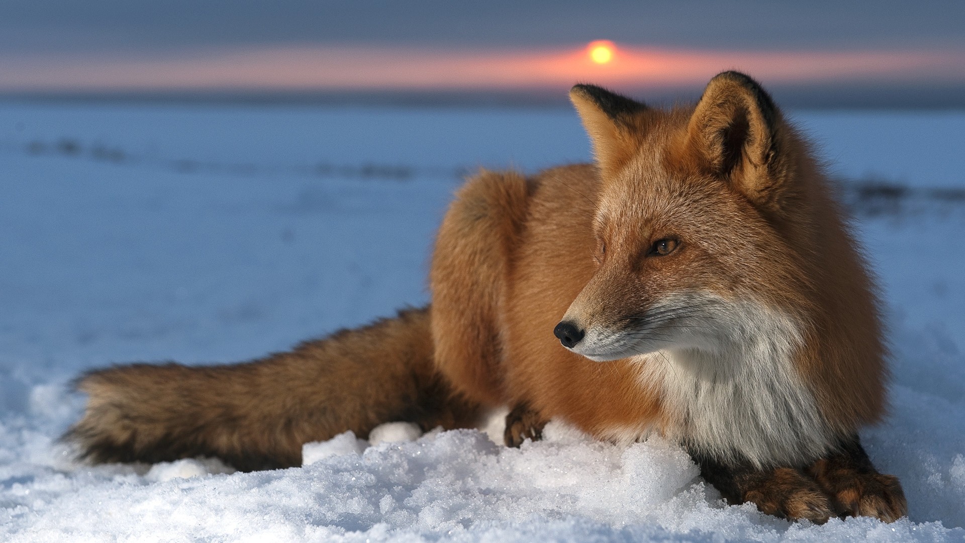 Fox Wallpaper with Snow Background