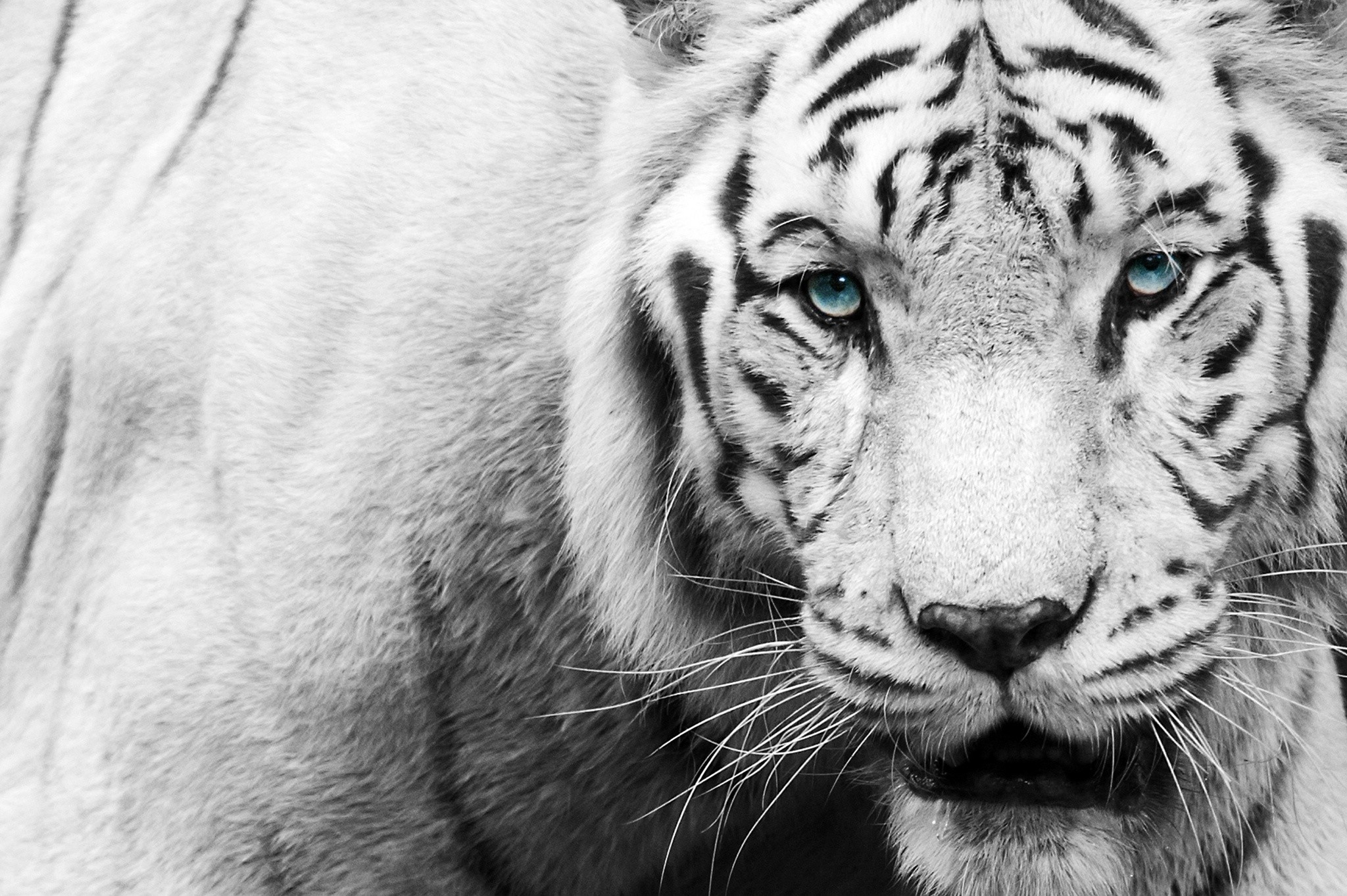 Black And White Tiger Face