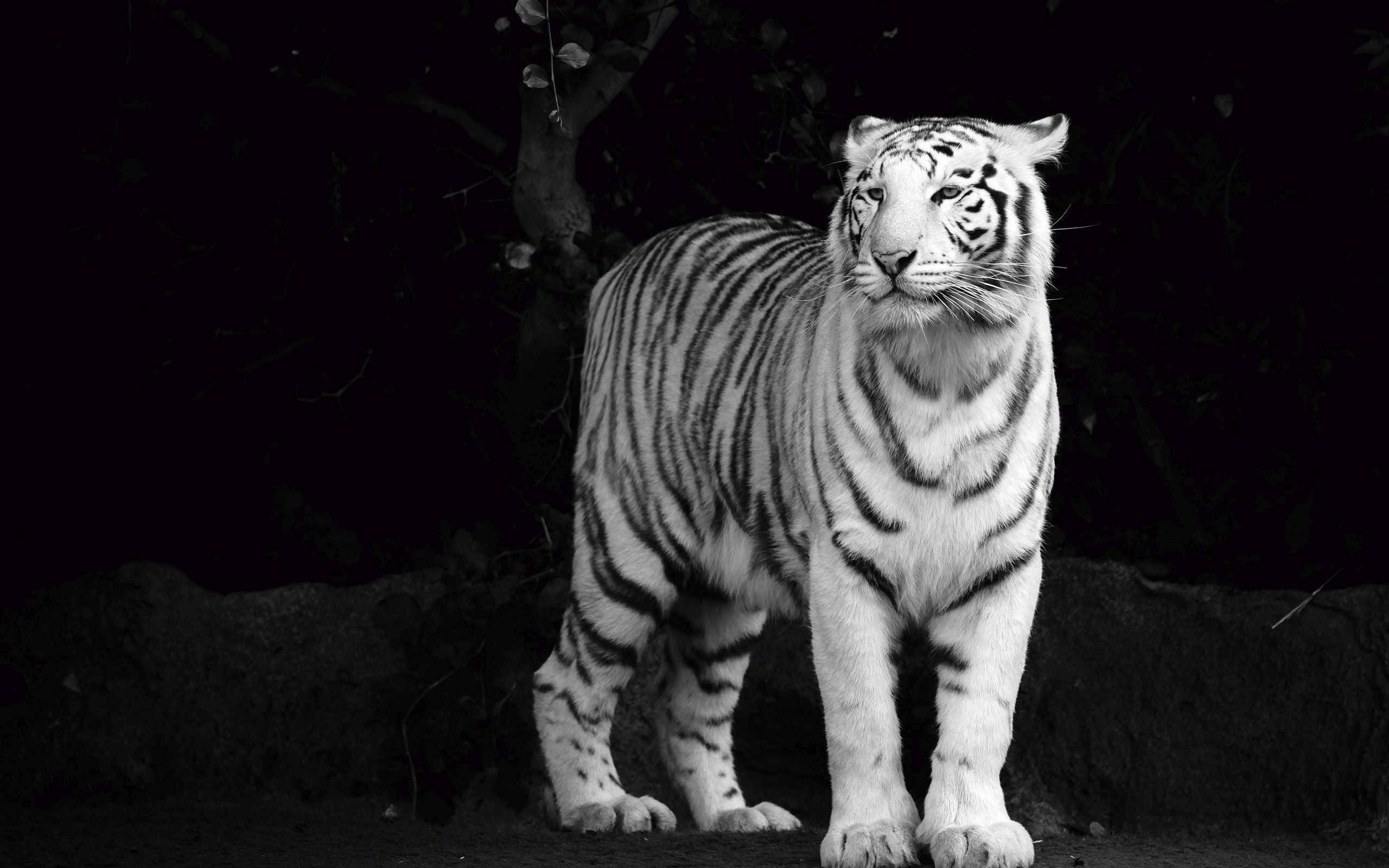 White Tiger HD Wallpaper 2560×1600