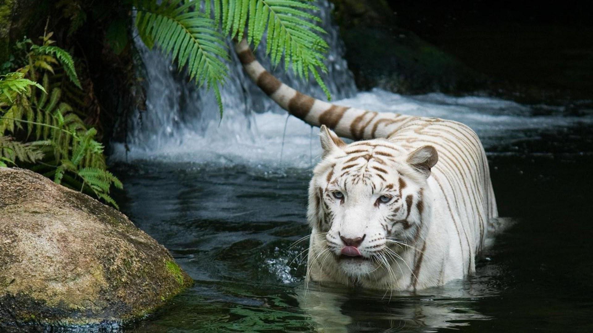 White Tiger Wallpaper High Quality Resolution