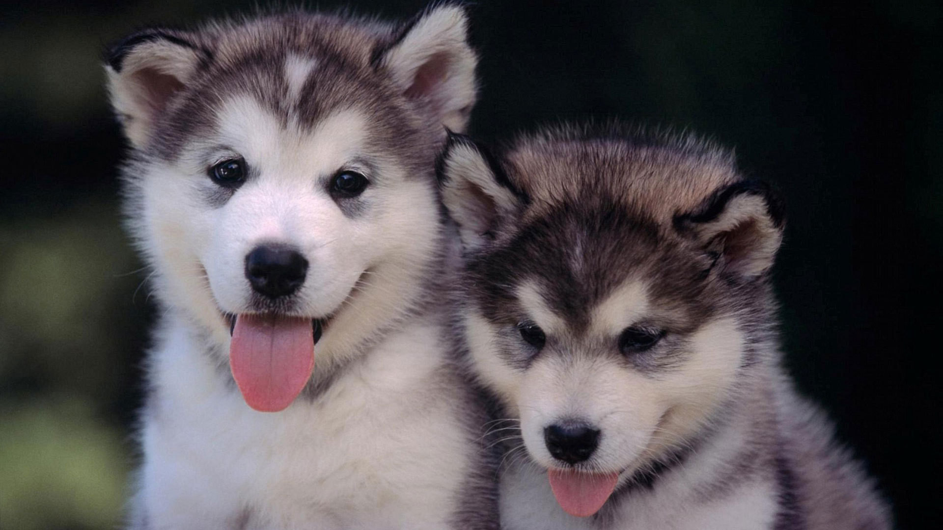 Cute Husky Puppies Wallpaper