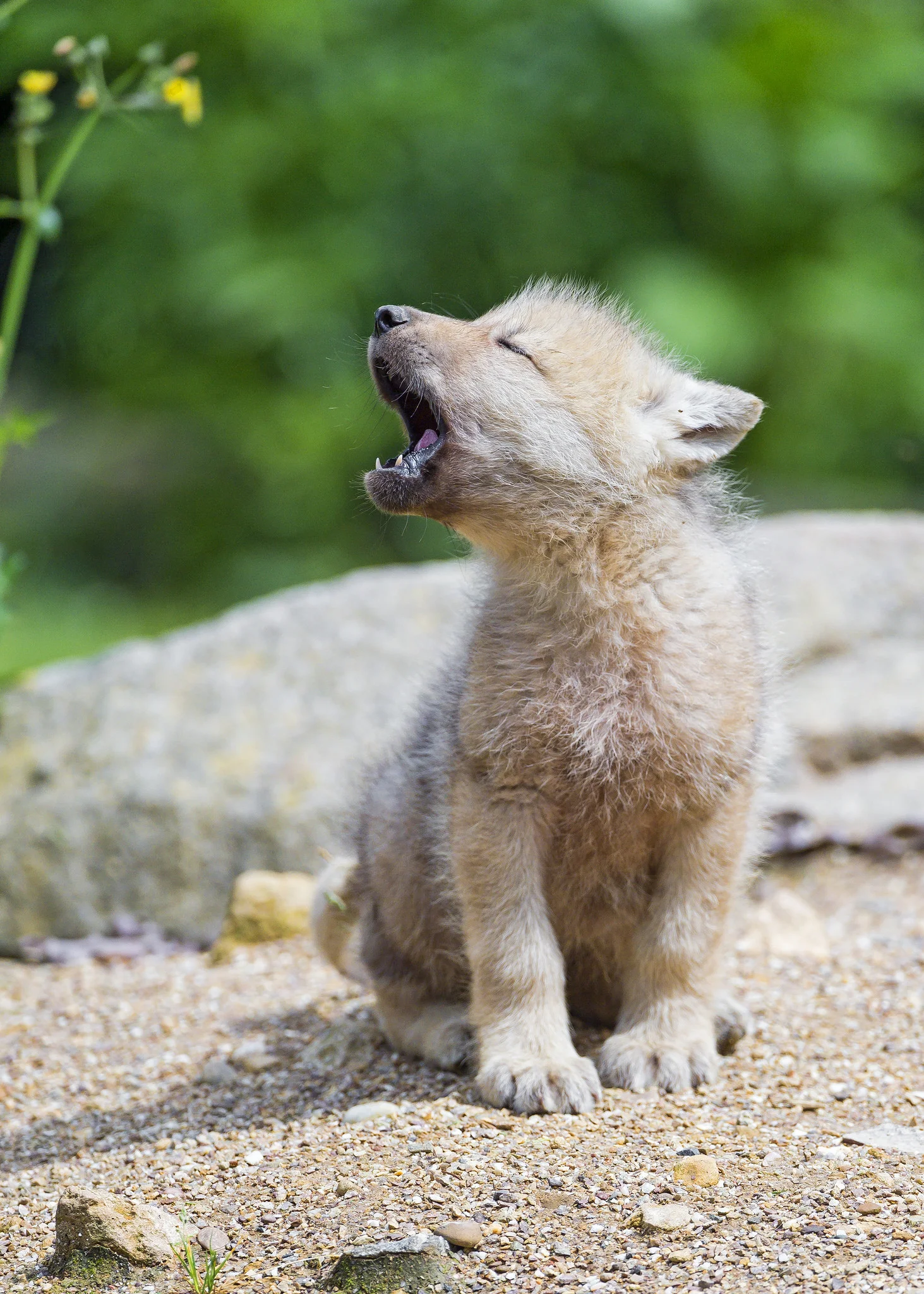 Baby arctic wolf learning to yawn I think that this picture is utterly cute