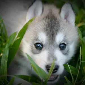 Cute Baby Wolf