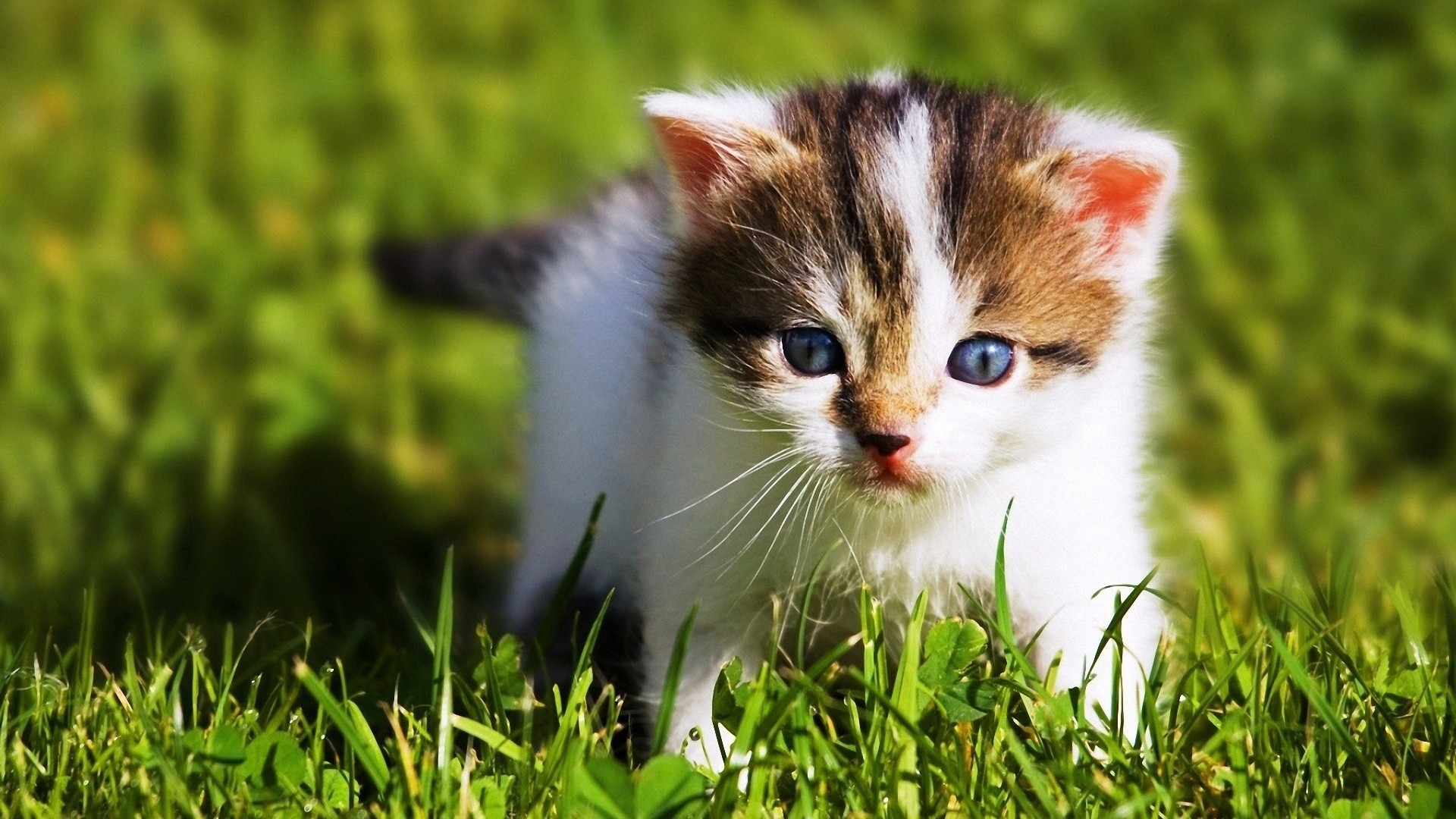 Cute Baby Cat Beautiful Baby HD Wallpaper