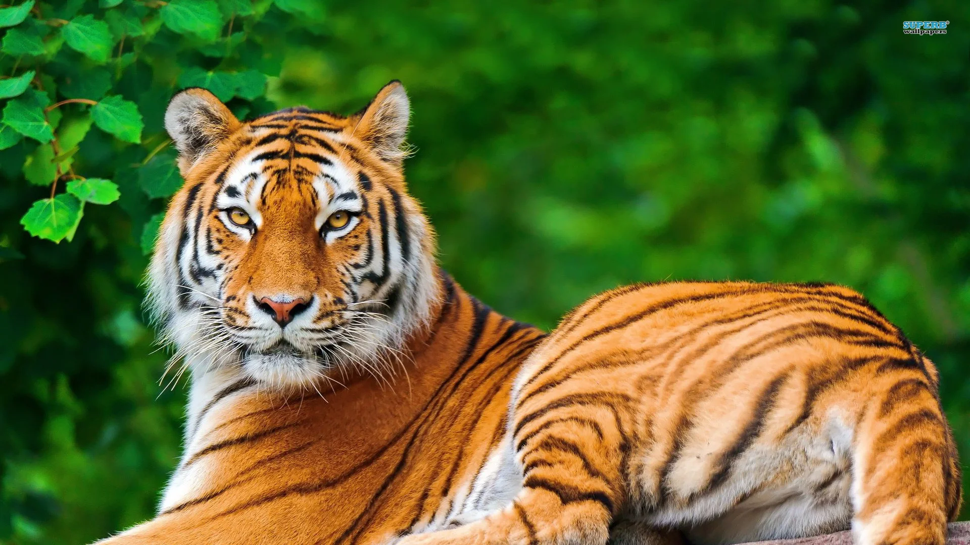 Tiger Animal Wallpaper HD 8 For Desktop Background