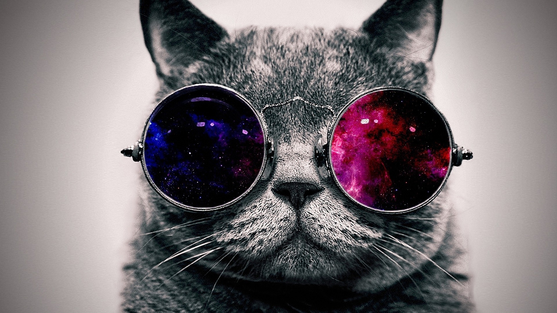 Preview wallpaper cat, face, glasses, thick 1920×1080