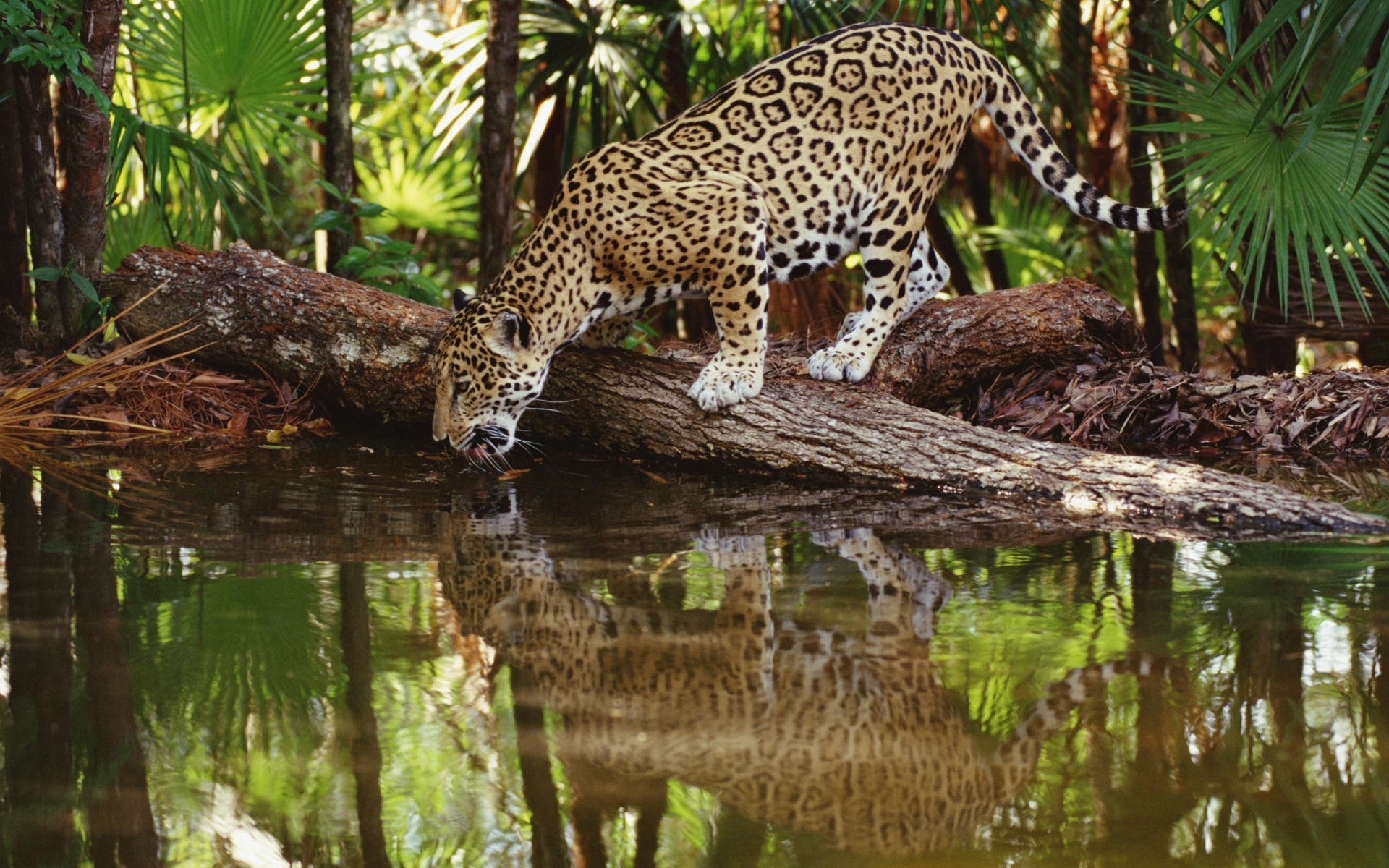 HD Animal Wallpapers Wild Cat Leopard Drinking Water in Jungle HD Animal Wallpapers. Wild Cat Leopard Drinking Water in Jungle HD Animal Wallpapers