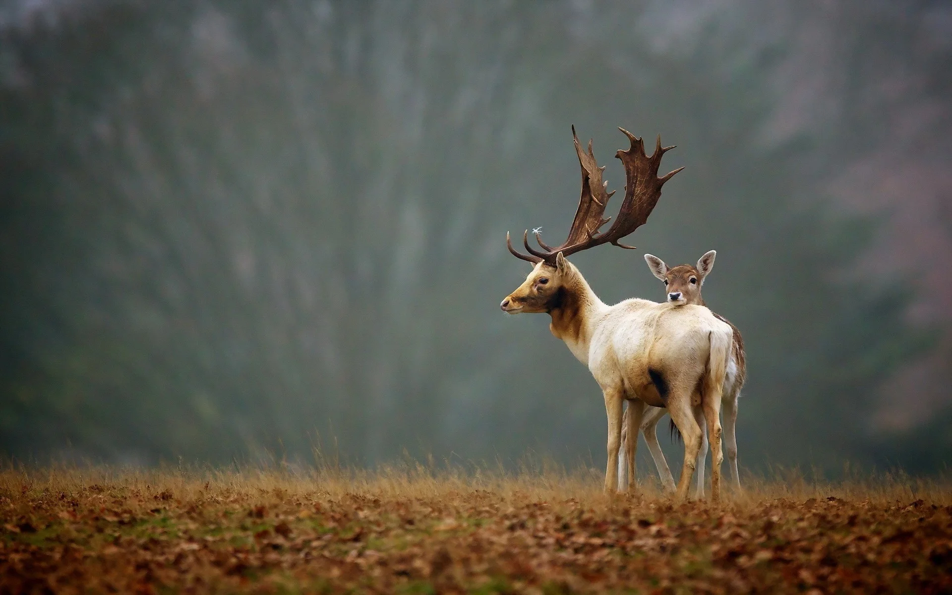 Deer animals nature