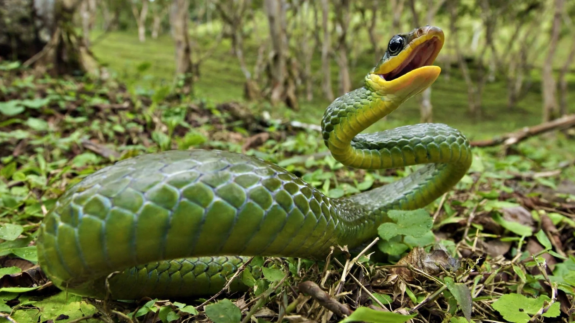 Nature Wallpaper Snake Animals Forest Browse and Download the latest high definition Animal wallpapers Check out now our collection, and choose the