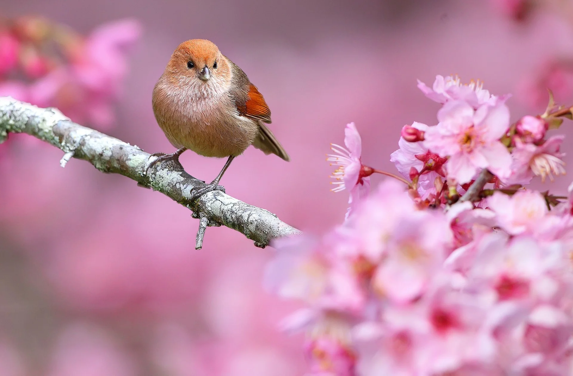 Animals, Nature, Birds, Flowers, Depth Of Field, Pink Flowers Wallpapers HD / Desktop and Mobile Backgrounds