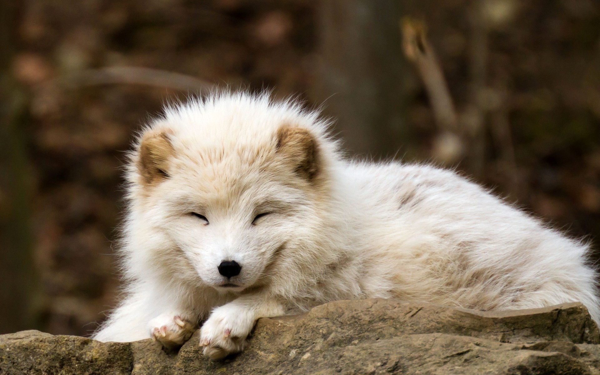 Nature, Animals, Baby Animals, Fox, Arctic Fox Wallpapers HD