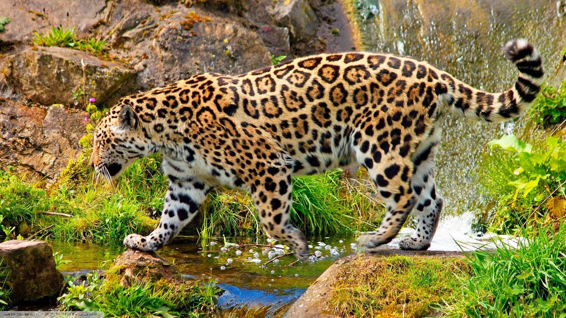 jaguars, Animals, Nature Wallpaper HD