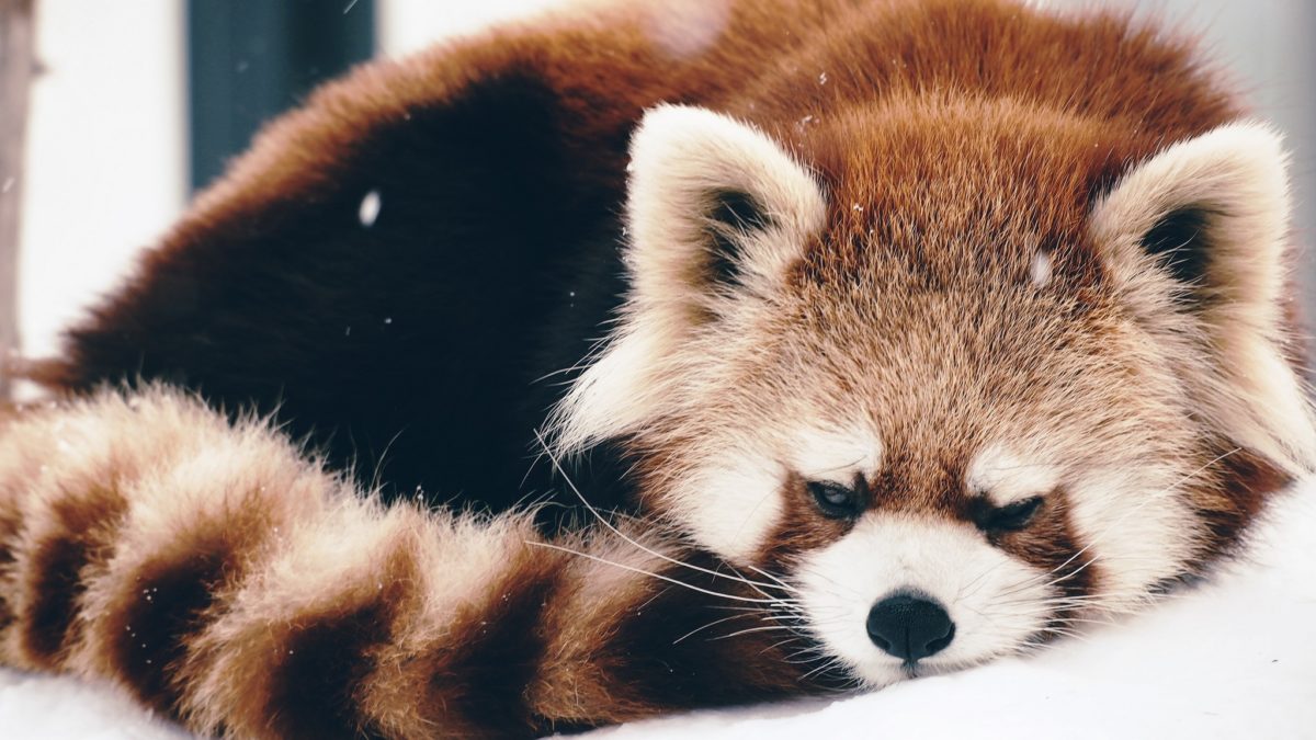 Preview Wallpaper Red Panda Panda Fluffy Lie 2048×1152