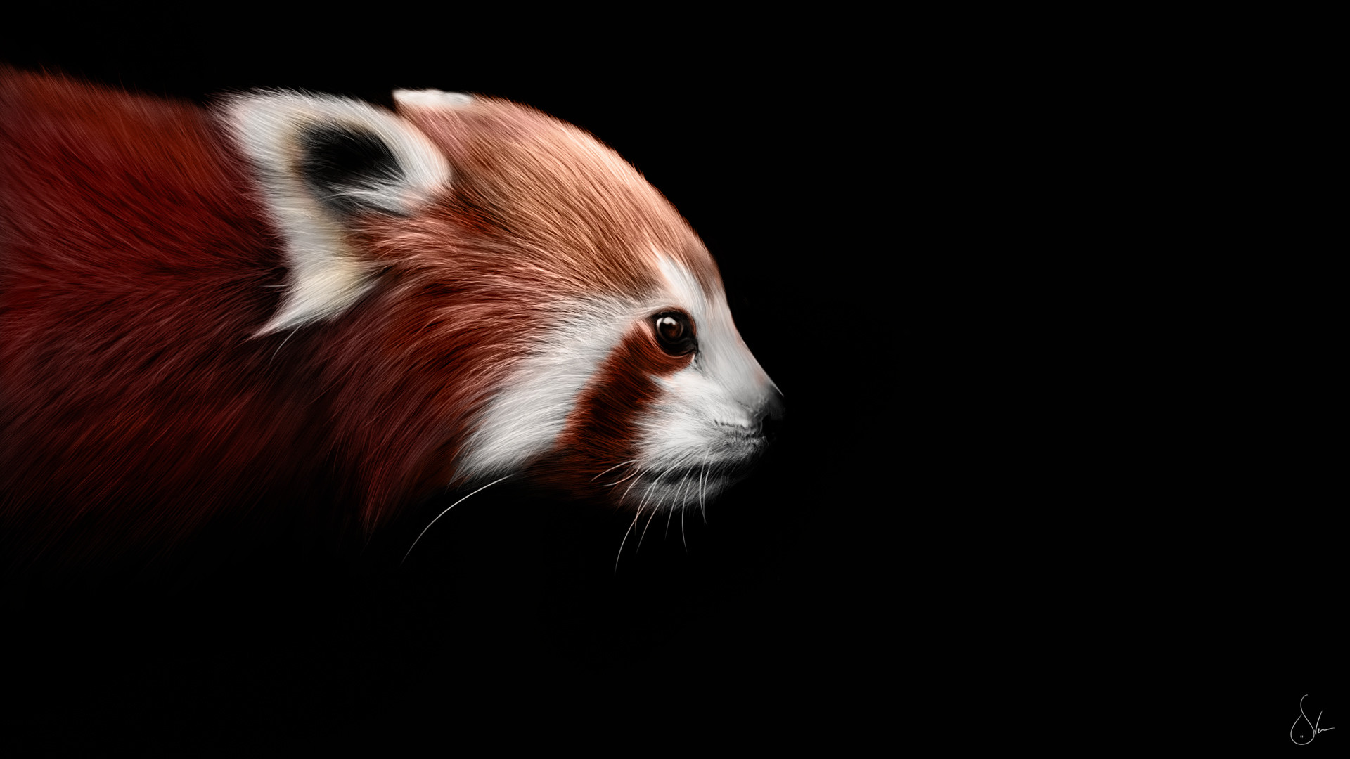 Animal – Red Panda Wallpaper