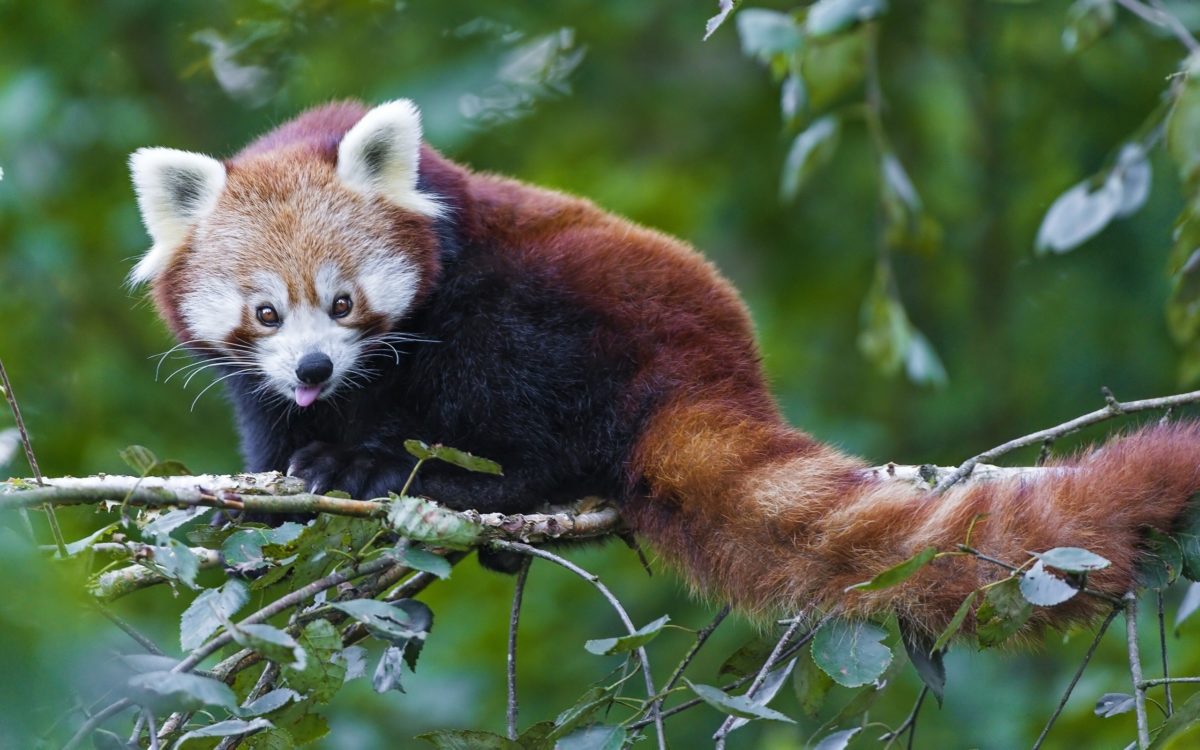 Goofy red panda