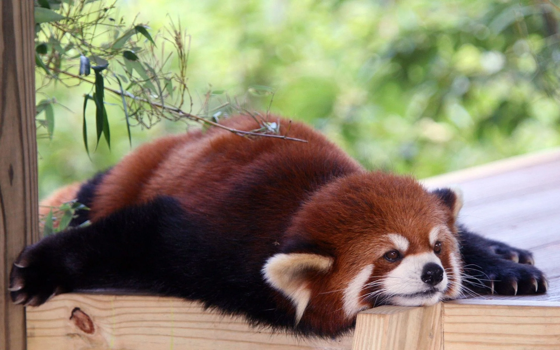 Cute Baby Red Pandas Wallpapers  Top Free Cute Baby Red Pandas Backgrounds   WallpaperAccess