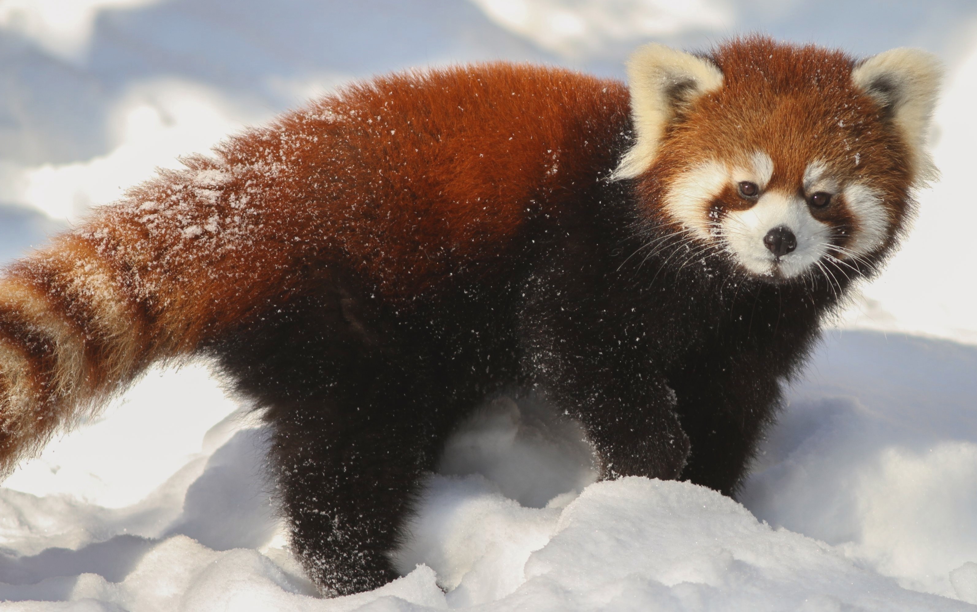 Red Panda high quality wallpapers