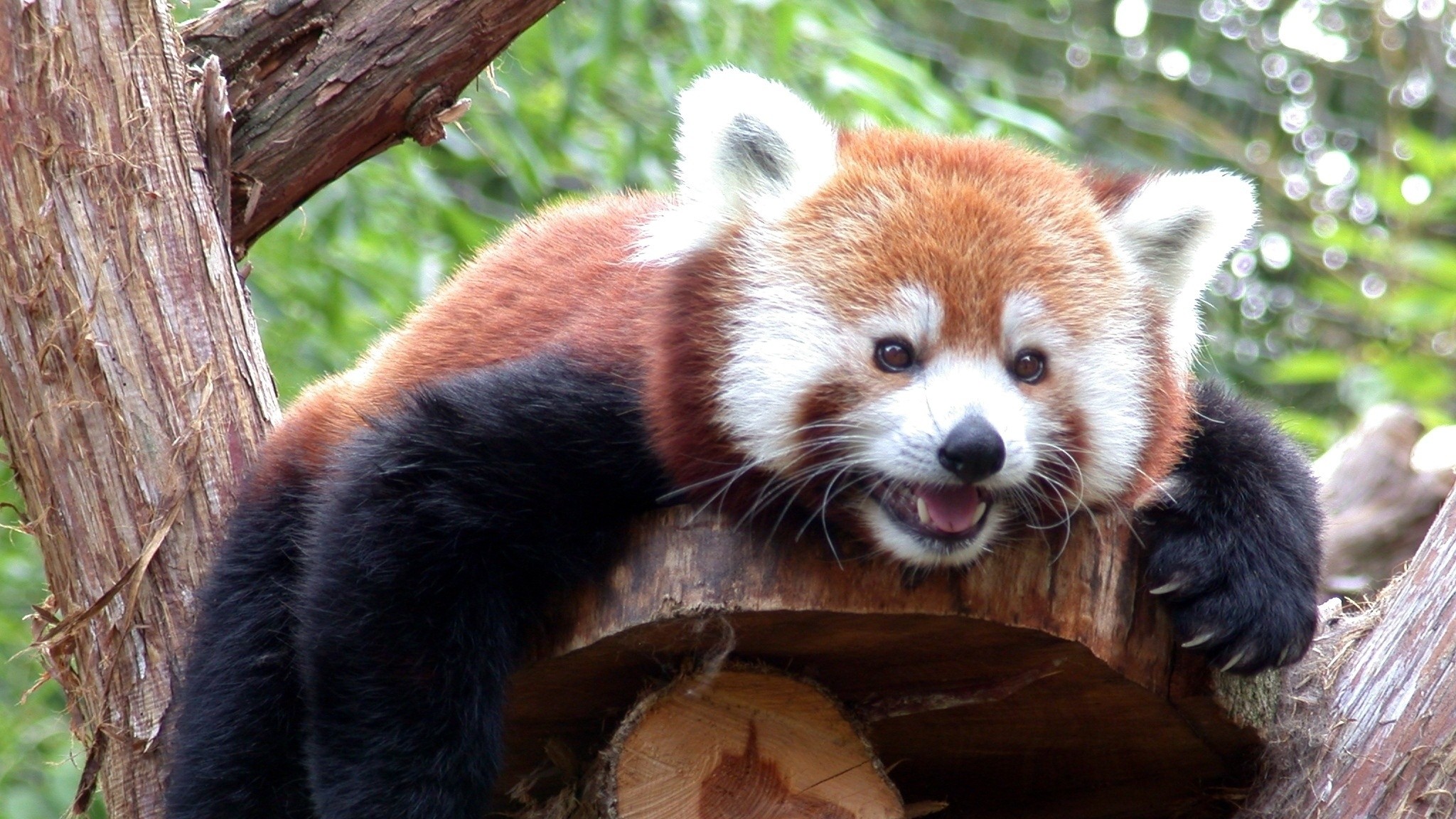 Wallpaper red panda, branches, trees, lie down, face