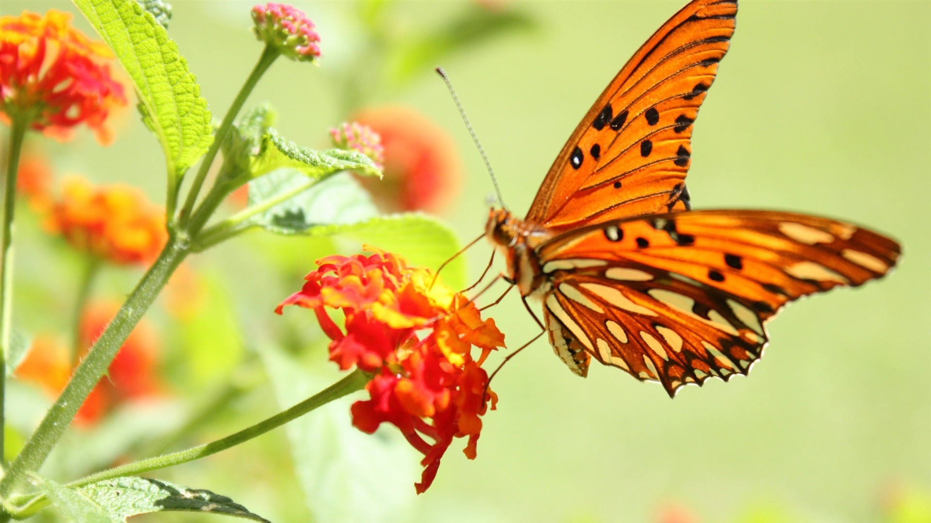 HD butterfly hd wallpapers 1080p For Your Image Wallpapers with