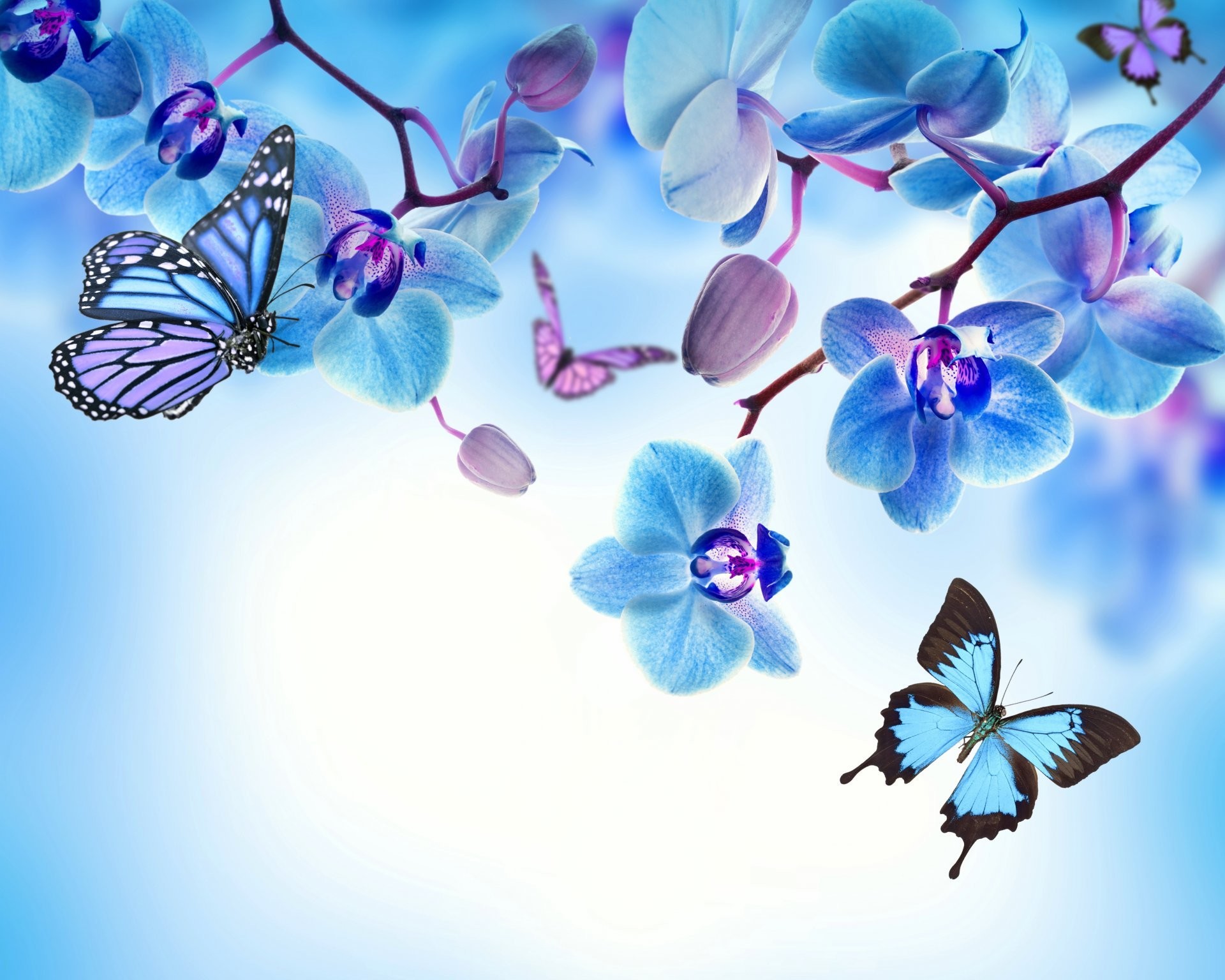 Orchid blue flowers beautiful butterflies orchid flower butterfly