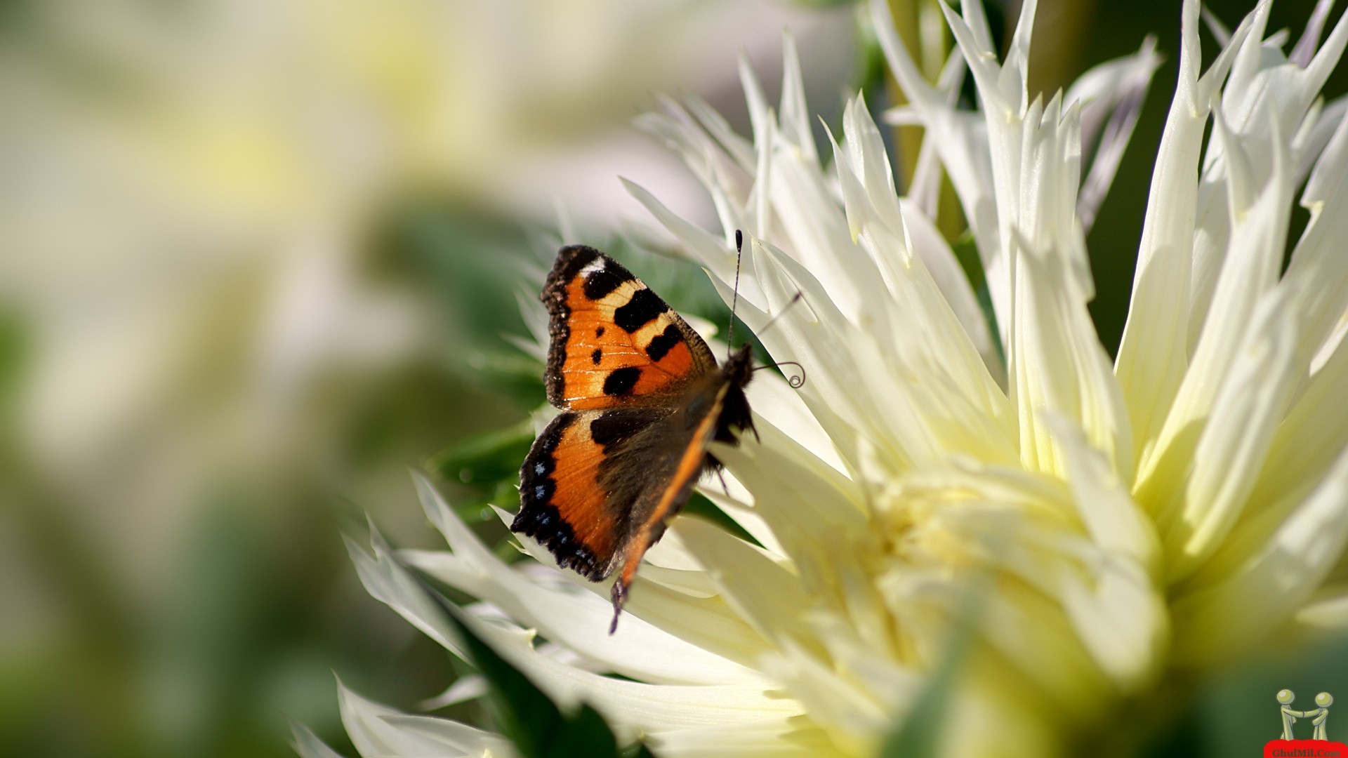 Beautiful Butterflies and Flowers Wallpapers – WallpaperSafari