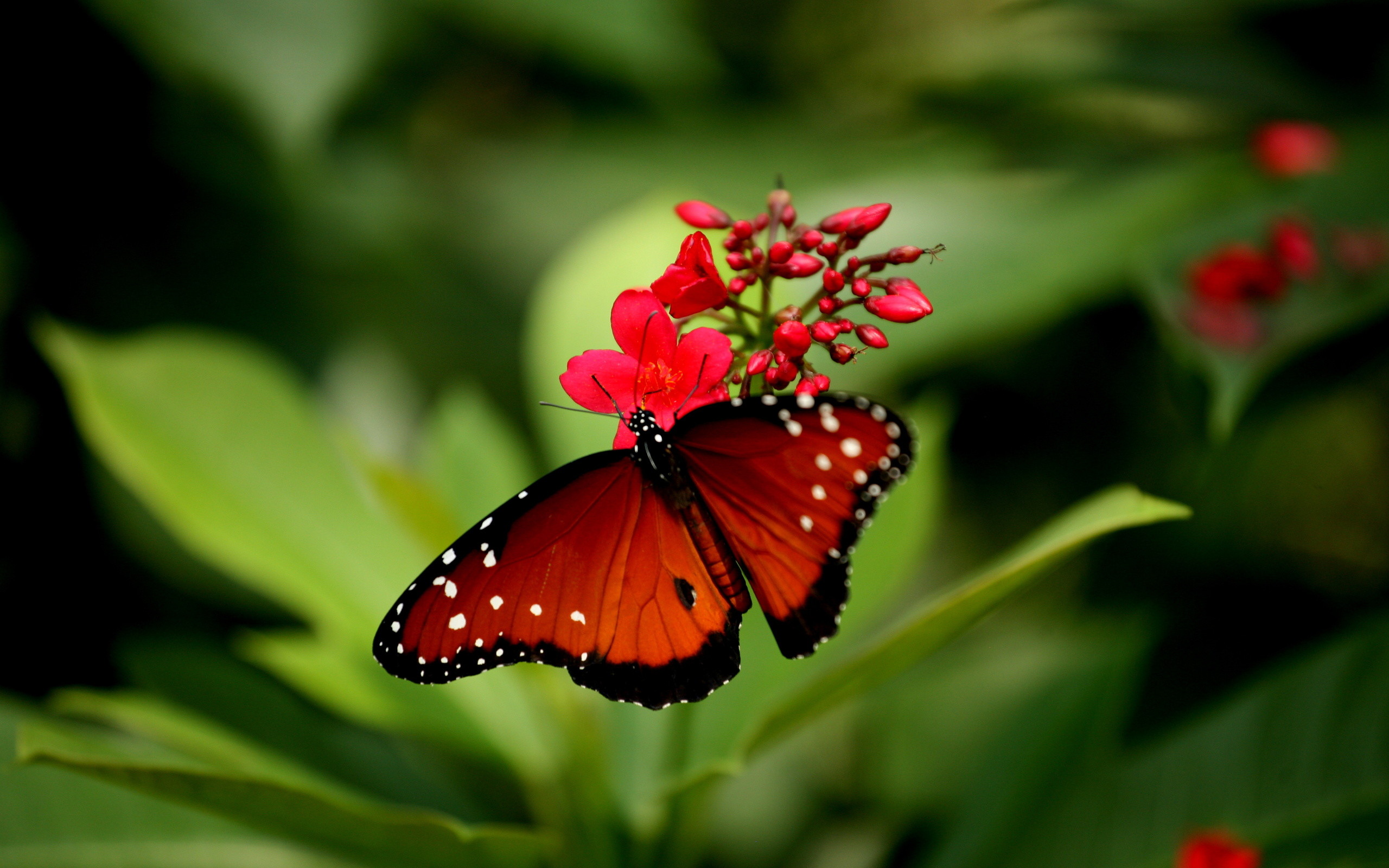 Attractive Butterfly wallpaper with red rose colors