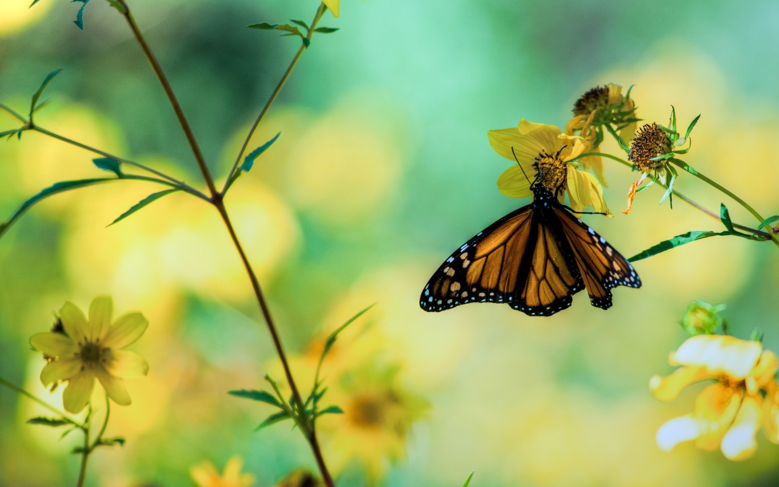 Wallpaper.wiki Beautiful Butterfly Perched on Flower Background