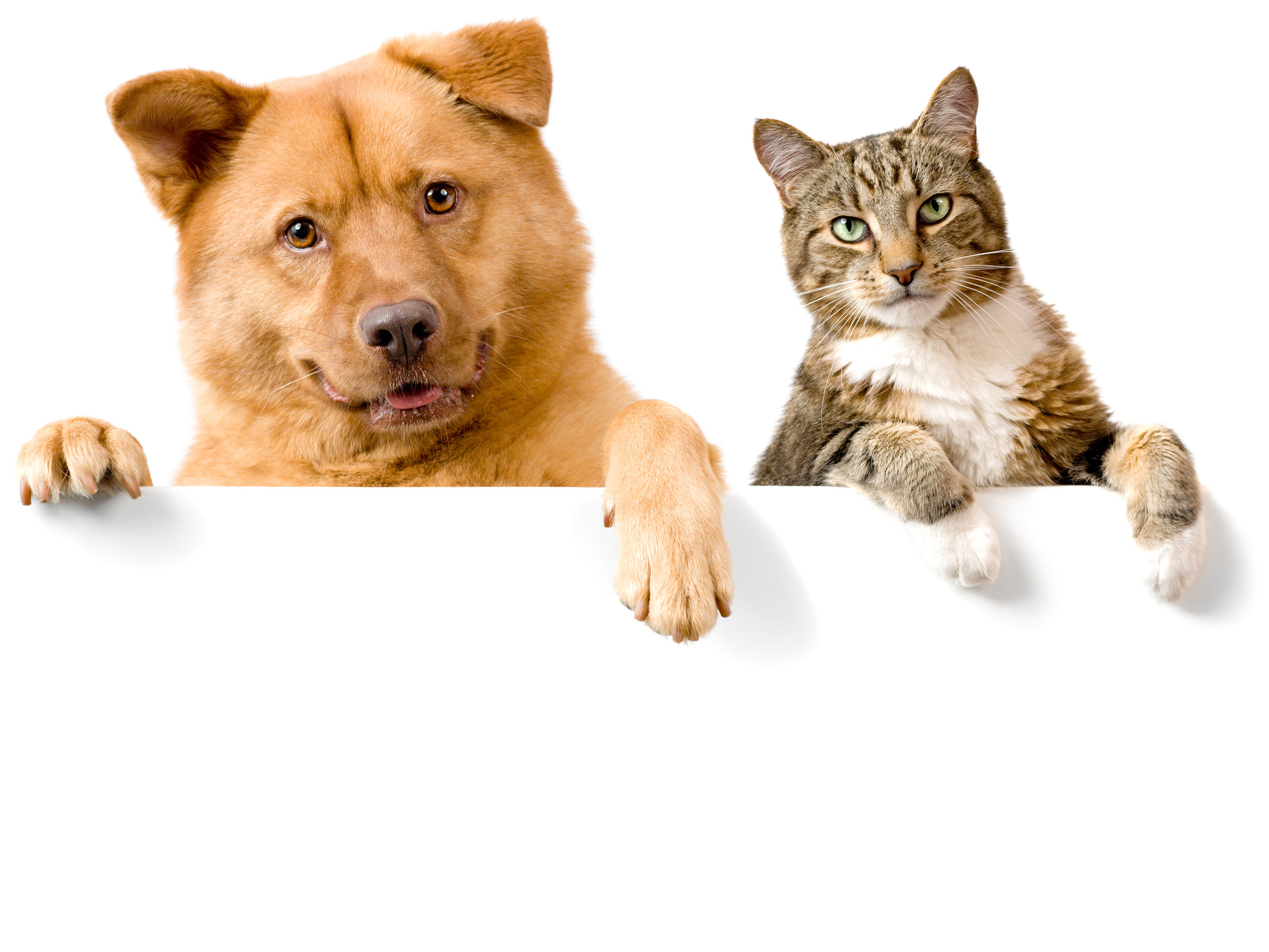 Dog And Cat Wallpaper Background