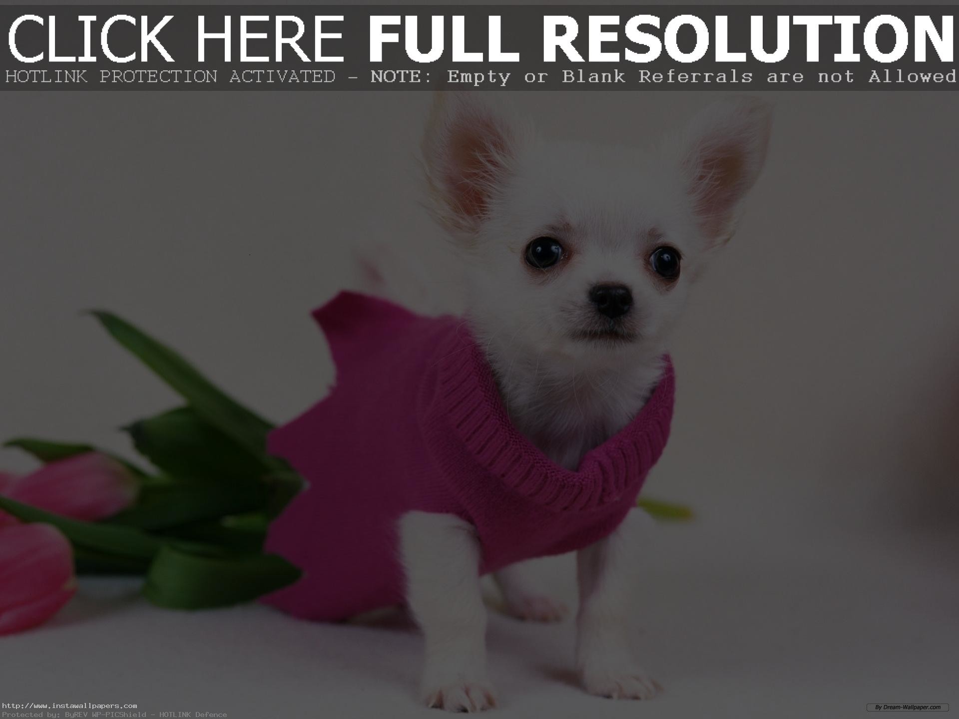 Free chihuahua puppy wallpaper for desktop HD PC Laptop background