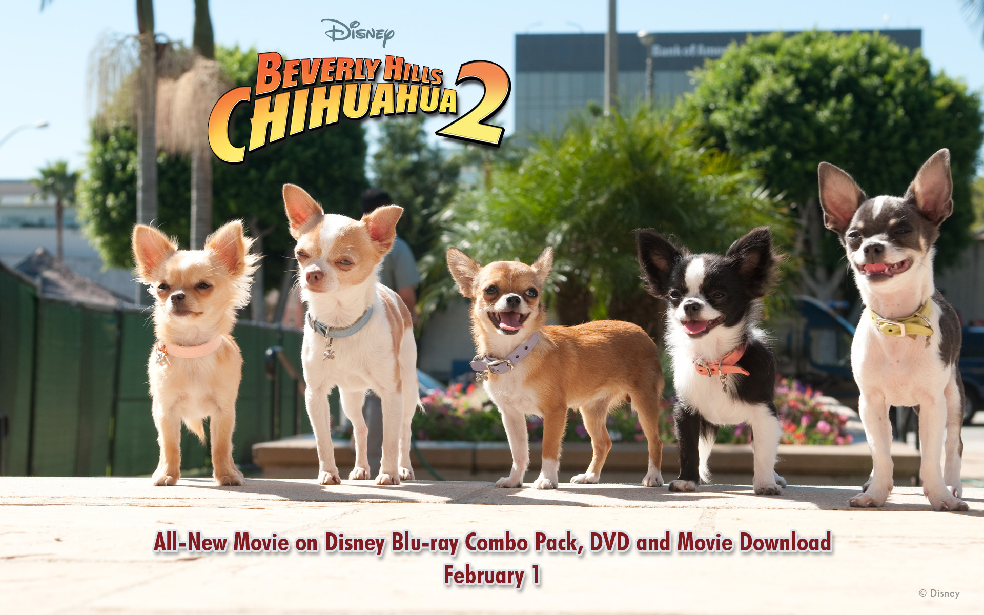 Beverly Hills Chihuahua Wallpapers | Desktop Wallpapers