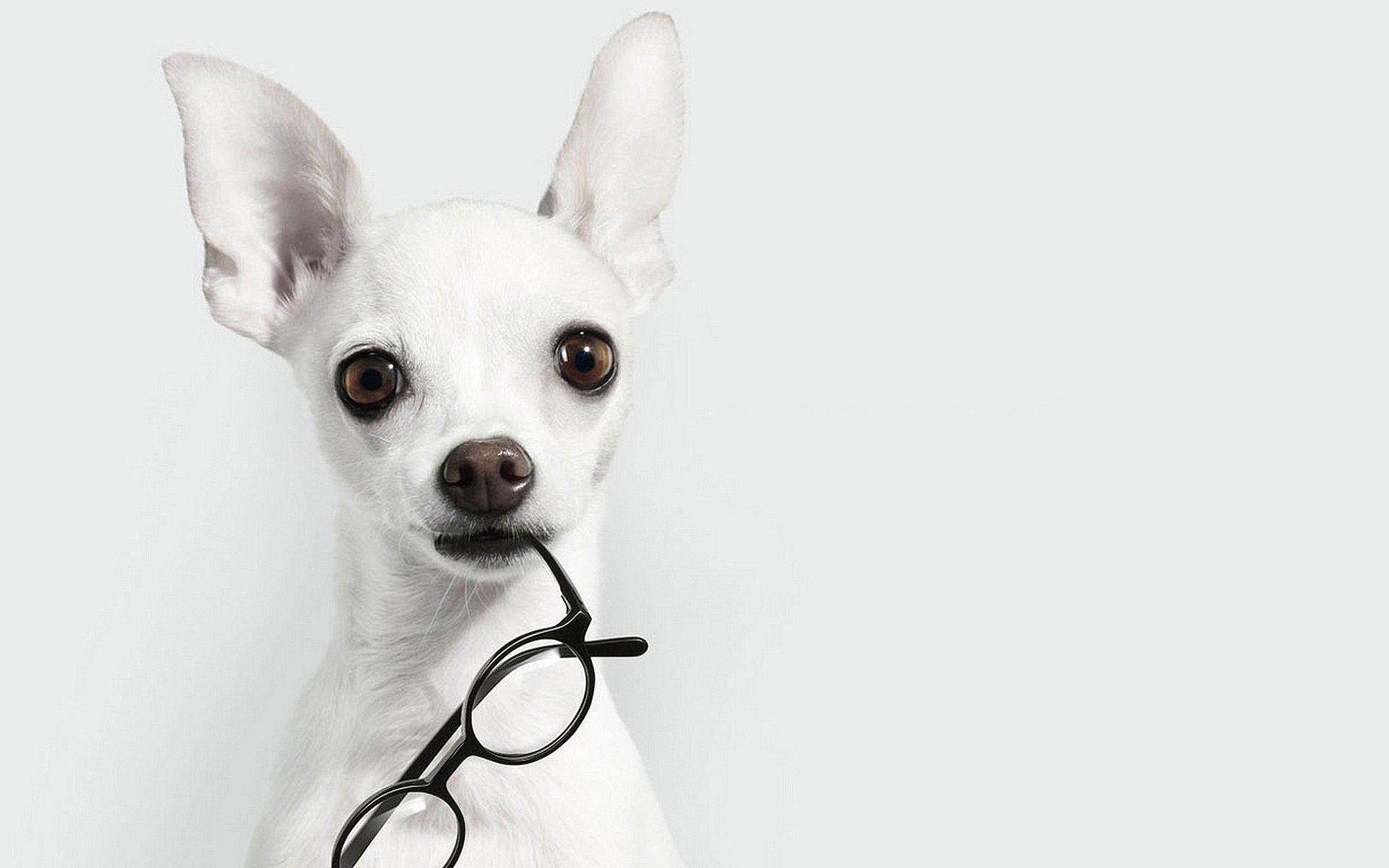 HD White Animals Dogs Glasses Chihuahua Background HD Desktop Wallpaper