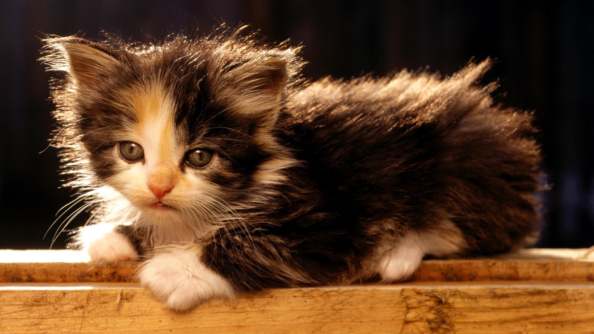 Cute Fluffy Kittens